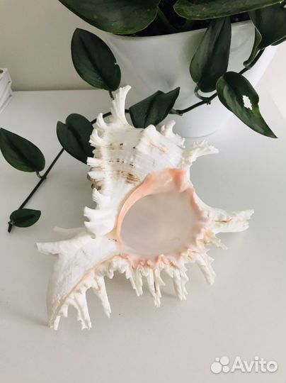 Ракушка морская большая, звезда морская