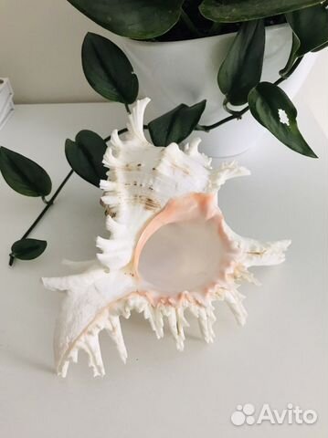 Ракушка морская большая, звезда морская