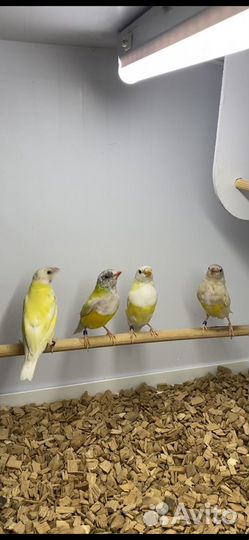 Амадина гульда самцы лето 2023