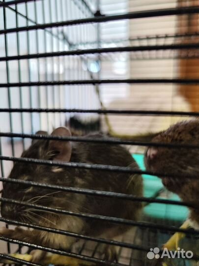 2 Белки дегу + клетка