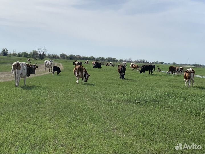 Коровы с телятами