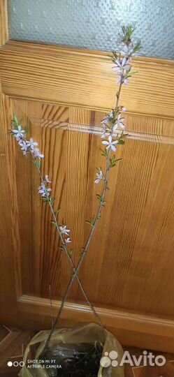 Миндаль розовый