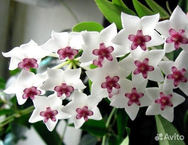 Хойя Белла цветущая