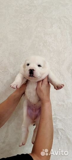 Алабаи. Среднеазиатская овчарка