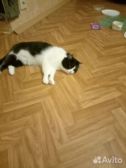 Кошка 2года