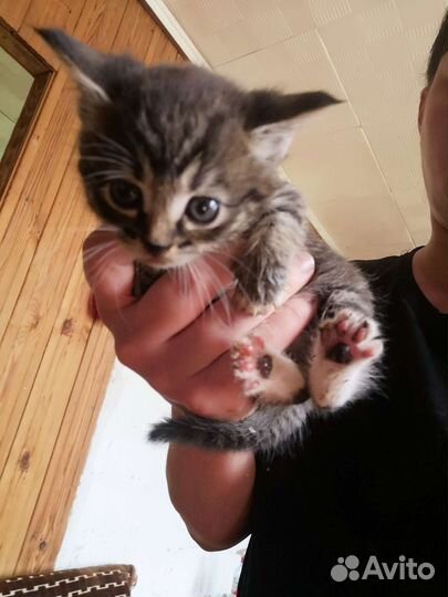 Кошка в дар