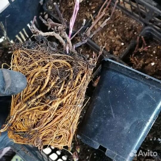 Клематисы Люкс