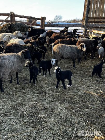 Овцы бараны