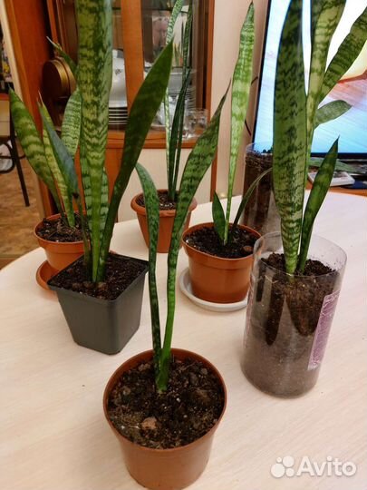 Комнатные цветы. Тещин язык. Сансевиерия