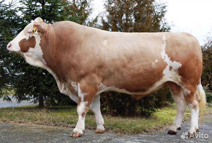 Сперма быков производителей