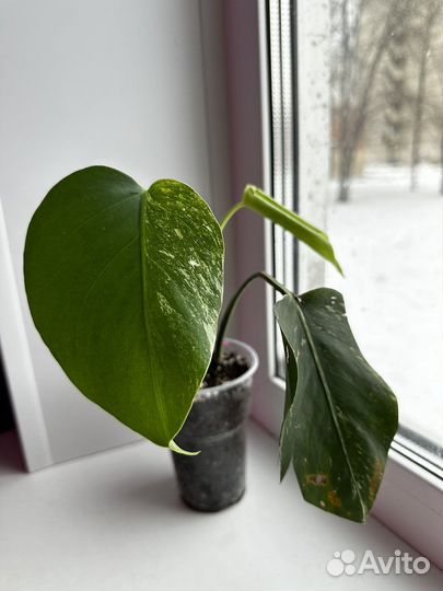 Монстера вариегатная