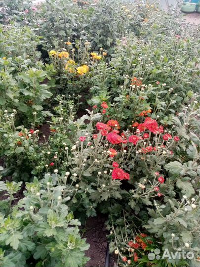 Хризантемы мультифлора шаровидна и веточная