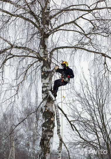 Профессиональные арбористы, спил деревьев