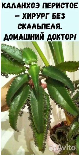 Каланхоэ