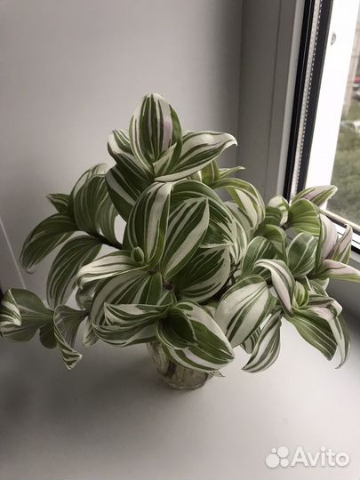 Традесканция белоцветковая