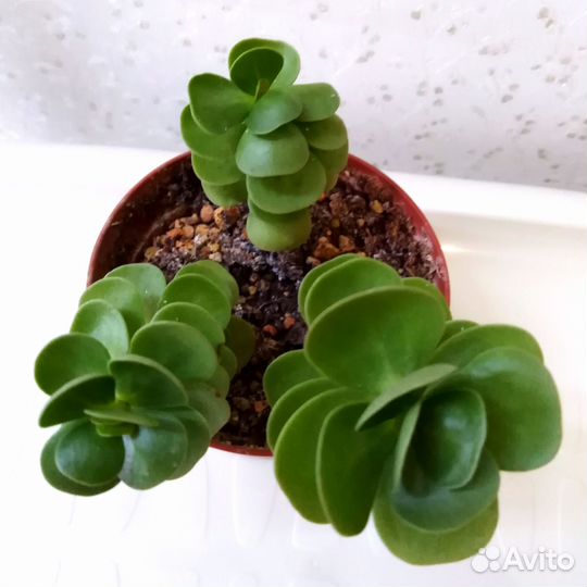 Кактусы и суккуленты