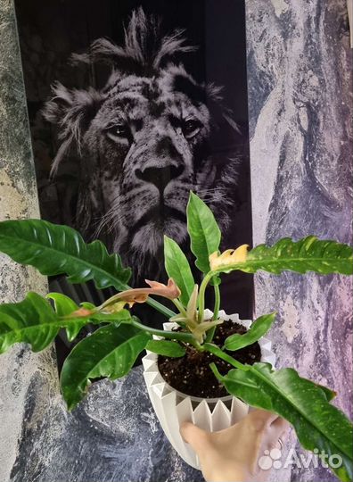 Алоказия, сциндапсус, бегония, фикус, эпипремнум