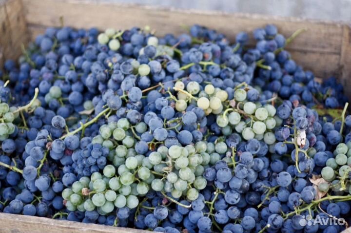 Виноград винных сортов оптом