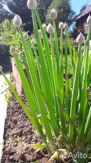 Щавель рассада, лук-слизун, лук-батун