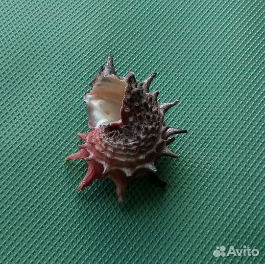 Морская ракушка Angaria poppei 36,5 mm