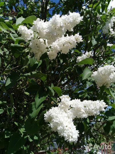 Саженцы сирени махровой