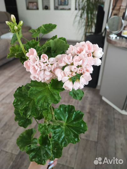 Пеларгония герань