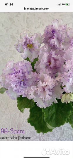 Сортовые фиалки