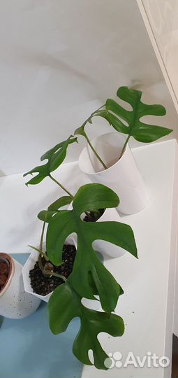 Монстера минима