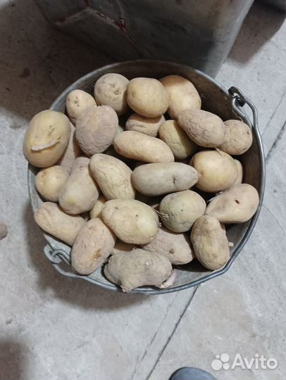 Продам картофель на семена