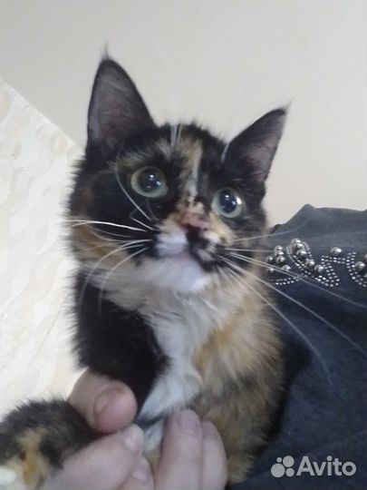 Найдена кошка