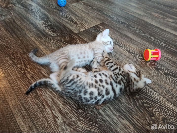 Бенгальские котята