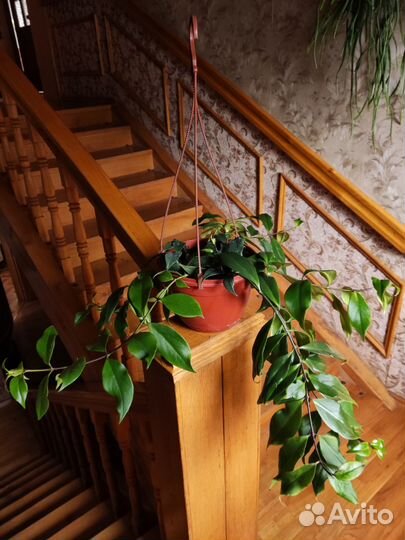 Эсхинантус лобба