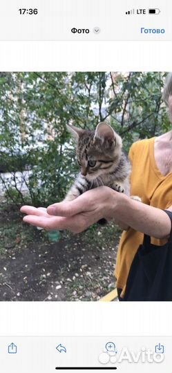 Котенок в дар