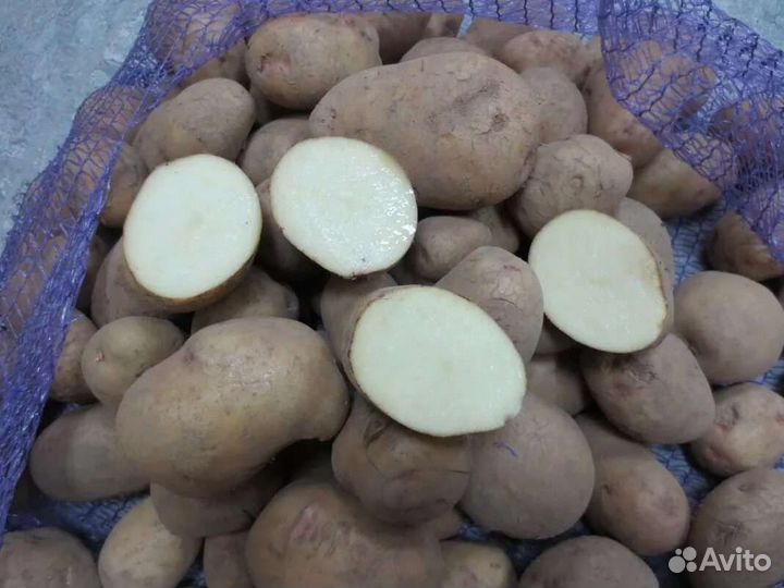 Крупный картофель