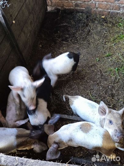 Поросята