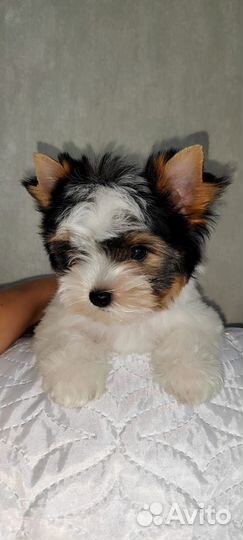 Бивер красава РКФ