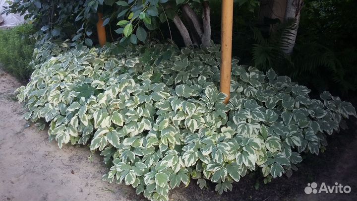 Почвопокровные растения для сада