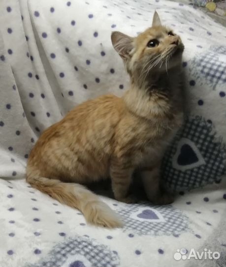 Котик ищет дом