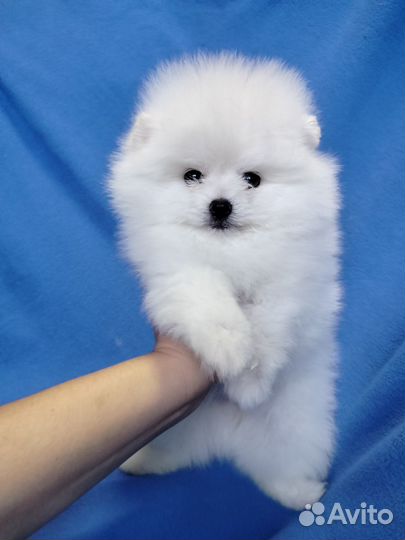 Померанский шпиц девочки