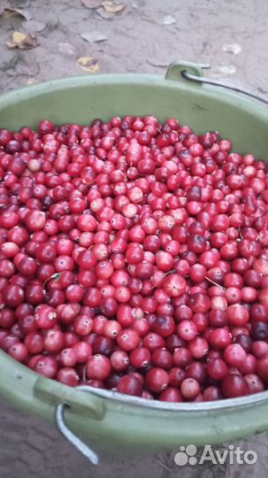 Клюква свежая с доставкой