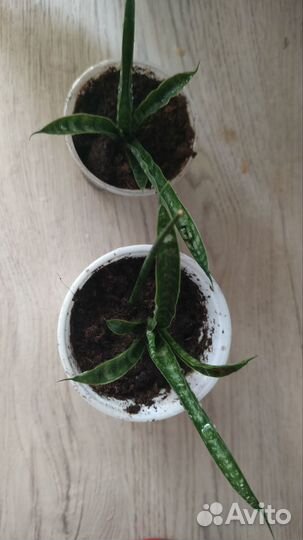 Сансевиерия микадо