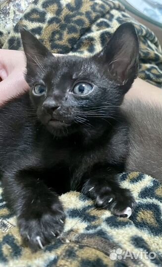 Котята петерболд