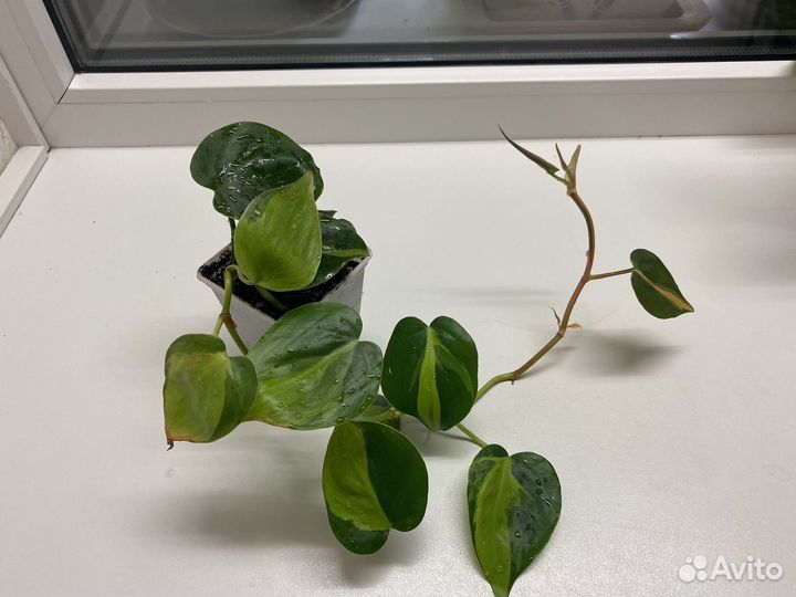 Комнатные растения