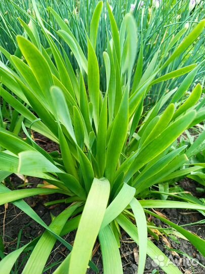 Лук слизун, шнитт- лук, декоративные луки