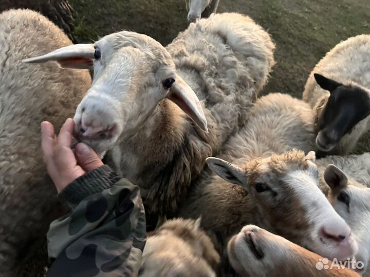 Овцы