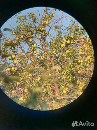 Бинокль 12-52