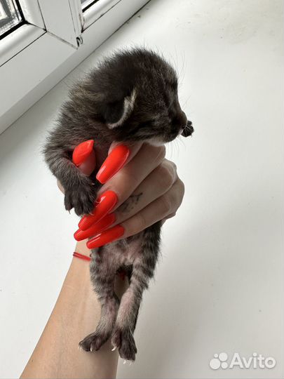 Котята бесплатно