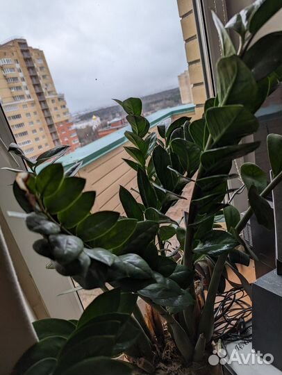 Комнатные растения цветы