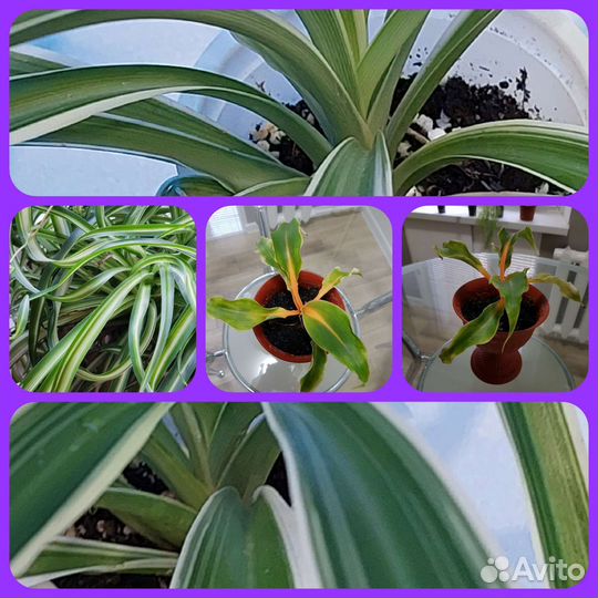 Хлорофитумы хохлатый, оранж, бонни