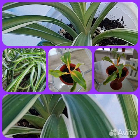 Хлорофитумы хохлатый, оранж, бонни